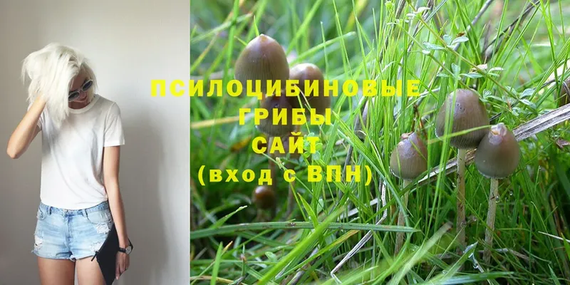 Галлюциногенные грибы Psilocybine cubensis  Кондопога 